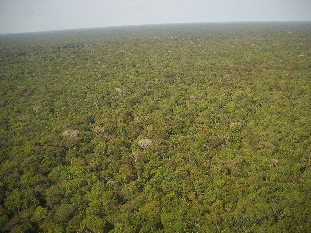 アマゾンの森林