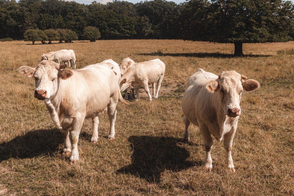 ブラジルの畜産業