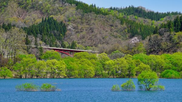 白川ダムの水没林