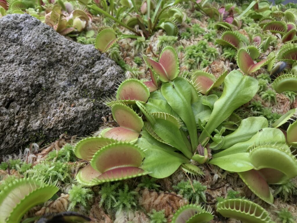 動物だけでない植物の多様性と保全