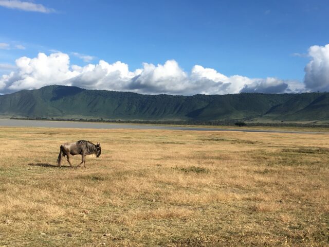 ケニア山国立公園と自然林