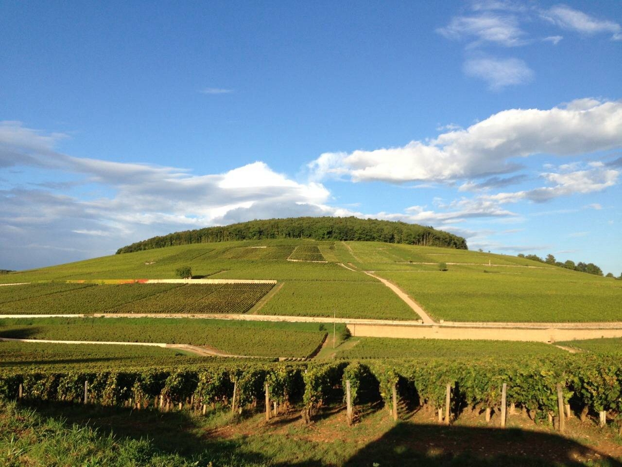 ブルゴーニュのブドウ栽培の景観