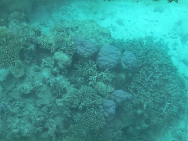 ニューカレドニアの礁湖：サンゴ礁の多様性と関連する生態系