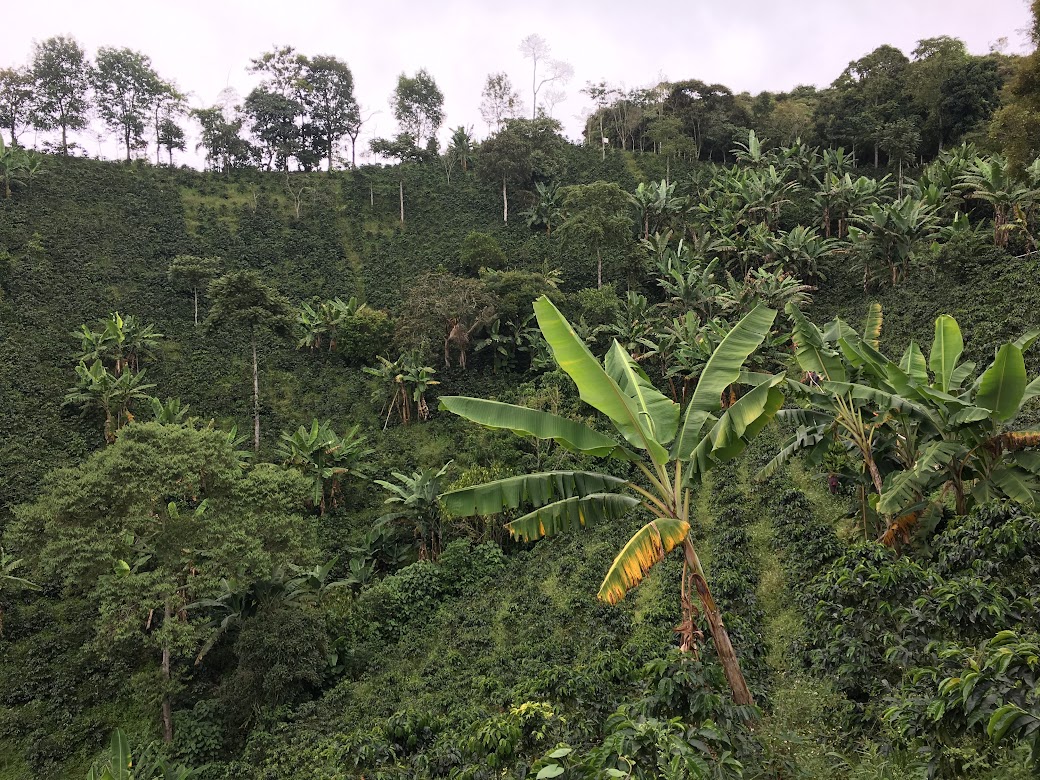 コロンビアのコーヒー農園の文化的景観